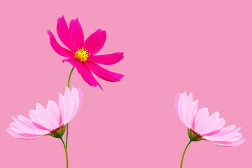 Top view, Collection three cosmos flower violet and white color flower blossom blooming isolated on pink background for stock photo, houseplant, spring floral