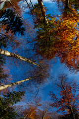 Fototapeta premium Autumn colors