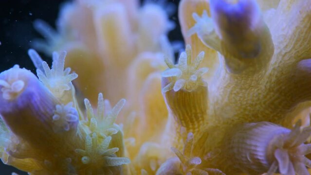 Close up macro shot of coral polyps feeding on plankton in current