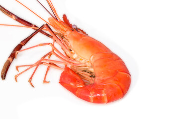 Cooked shrimps isolated on white background