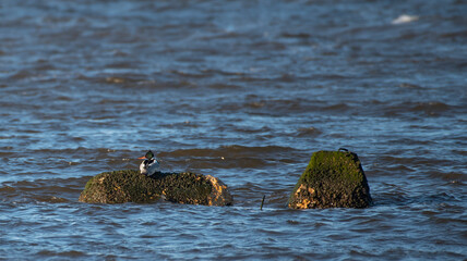 Red Breasted Merganser