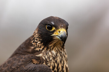 female Peregrine falcon (Falco peregrinus) close look in the eyes