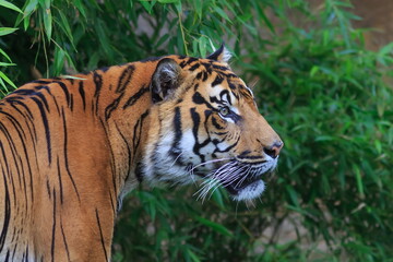 male Malayan tiger (Panthera tigris jacksoni) close up portrait with bamboo bush background