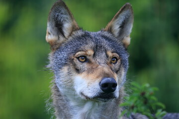 Naklejka na ściany i meble Eurasian wolf (Canis lupus lupus) he looks around carefully