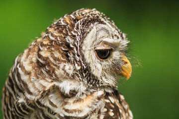 female tawny owl (Strix aluco) very young chick
