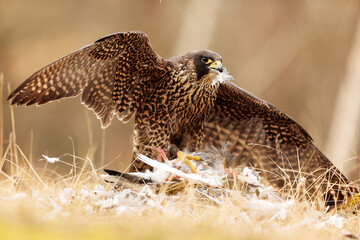 female Peregrine falcon (Falco peregrinus) caught a pigeon in flight