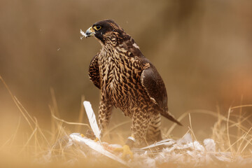 female Peregrine falcon (Falco peregrinus) hunted a pigeon