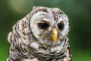 female tawny owl (Strix aluco) close head portrait