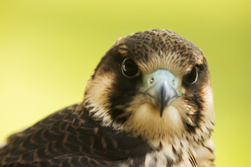 female Peregrine falcon (Falco peregrinus) look in the eyes