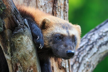 wolverine (Gulo gulo) is in the tree