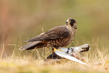 female Peregrine falcon (Falco peregrinus) caught a pigeon