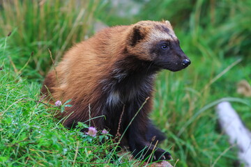 Fototapeta premium wolverine (Gulo gulo) sitting in the grass