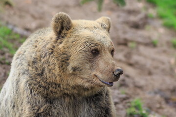 Naklejka na ściany i meble female big brown bear (Ursus arctos) close up portrait