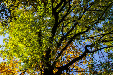 Pure nature in Romania