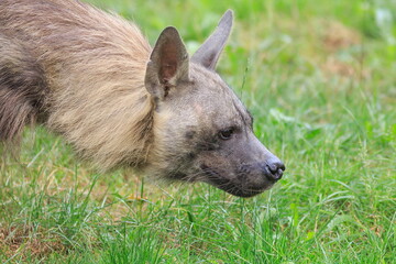 female brown hyena (Parahyaena brunnea), also called strandwolf