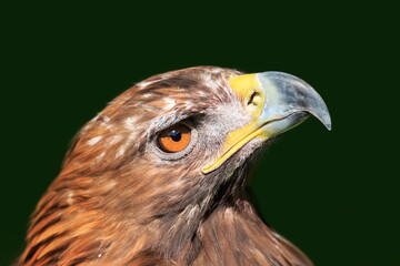 close head portrait