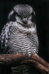 boreal owl or Tengmalm's owl (Aegolius funereus) sitting on a branch