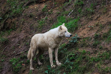 Arctic wolf (Canis lupus arctos) standing in the hillside