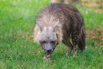 female brown hyena (Parahyaena brunnea), also called strandwolf with head low