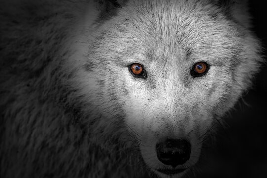 Arctic wolf (Canis lupus arctos) colored eyes in black and white picture