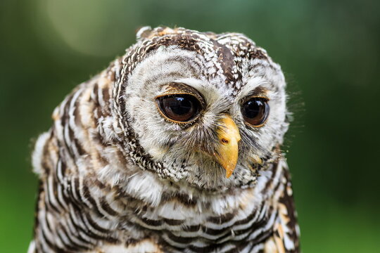 Female Tawny Owl (Strix Aluco) Close Head Portrait