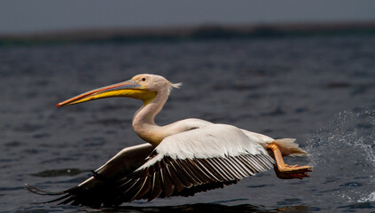 Pelican in flight