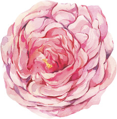 Watercolor pink rose transparent png