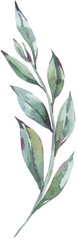 Watercolor leaf botanical transparent png