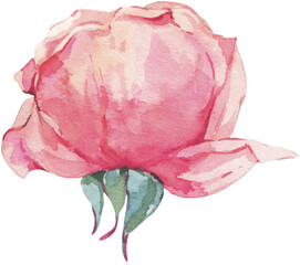 Watercolor pink rose transparent png