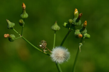 Samen vom Habichtskraut (Hieracium)