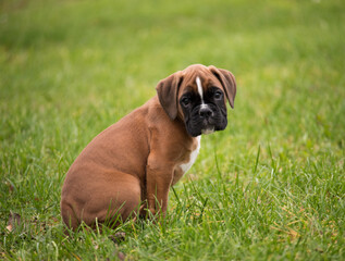 Deutscher Boxer Welpe , 8 Wochen