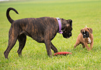 Boxer spielen miteinander, Gelb und Gestromt