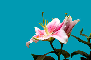 Closeup big lily flowers, adorable floral composition isolated over blue background. Concept of floristry, decorations, creativity, decor and ad. Design for card, wallpaper
