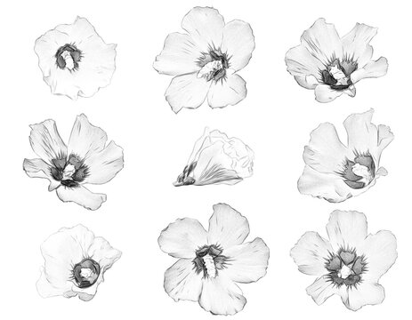 set of flowers drawn with a pencil on a white background