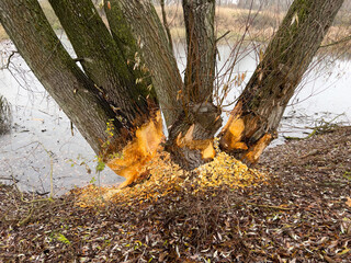 trees destroyed by beavers. sawdust on the ground and in the water. autumn background 