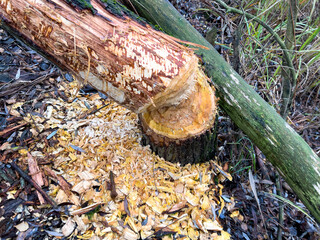 trees destroyed by beavers. sawdust on the ground and in the water. tooth marks on wood. autumn...
