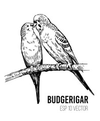 Budgerigar,  sketch vector illustration. Editable outline on transparent background