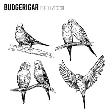 Budgerigar,  sketch vector illustration. Editable outline on transparent background