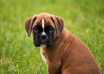 Deutscher Boxer, gelb, 8 Wochen