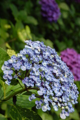 flowers in the garden