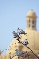 Indian Pigeon OR Rock Dove - The rock dove, rock pigeon, or common pigeon is a member of the bird family Columbidae. In common usage, this bird is often simply referred to as the 