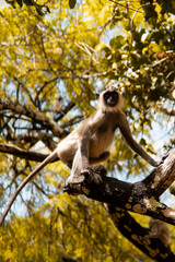 Mono en un árbol en Sri Lanka