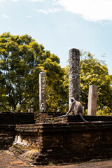 Mono en un templo de Sri Lanka