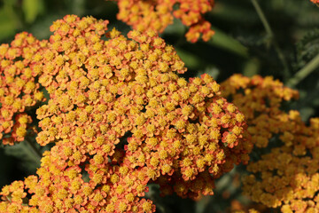 Orange ornamental yarrow flowers in close up