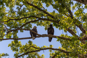 Bald Eagle And Fledgling Perched In A Tree