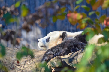 giant panda resting in the garden
