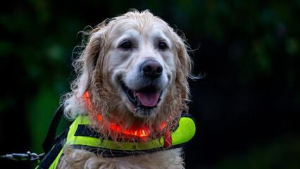 golden retriever dog on a dark night with led lights and a fluo harnass for safety (optimal visibility)	
