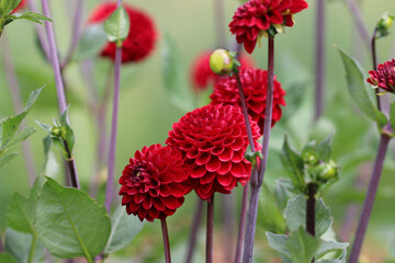 Red ball Dahlia flowers in close up