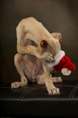A little greyhound puppy with Santa's hat