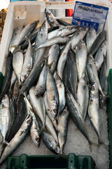Fototapeta premium Mackerels on fish stall in the market of Sanary-sur-mer,